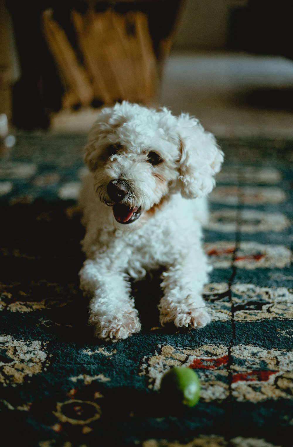 white poodle puppy on black asphalt road during daytime