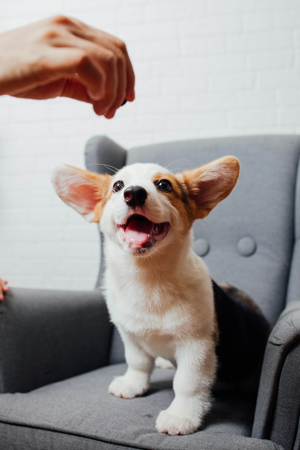 白と茶色のコーギーの子犬