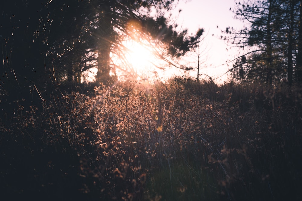 green grass field during sunrise