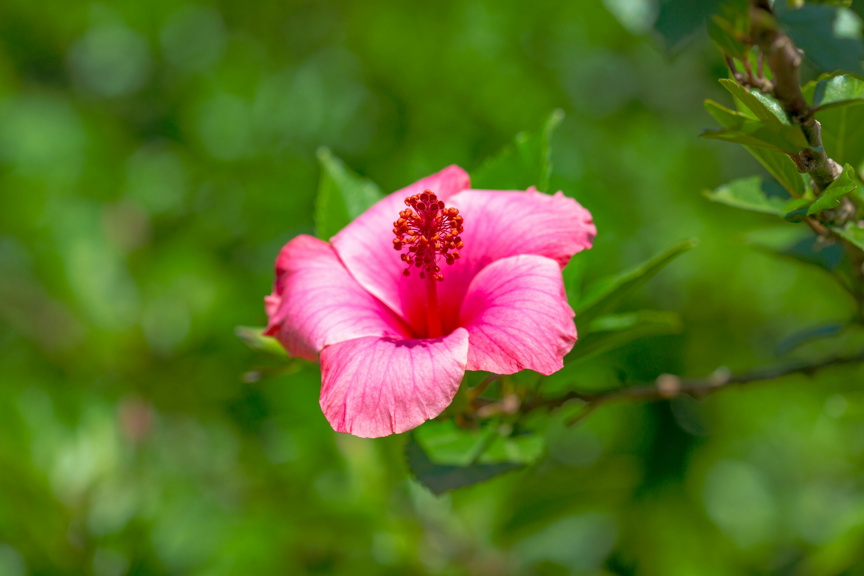 pink hibiscus in bloom during daytime