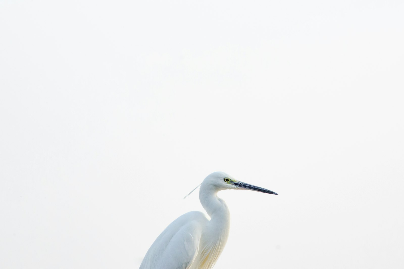 Canon EOS 5D Mark III + Tamron SP 70-300mm F4-5.6 Di VC USD sample photo. White bird on white photography