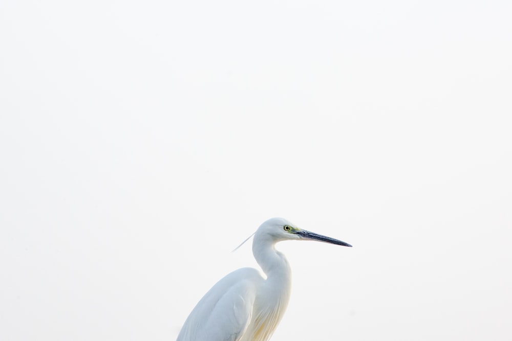 white bird on white background