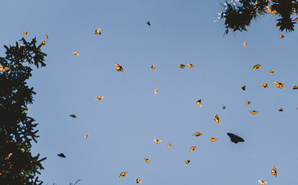 Vogelschwarm, der tagsüber unter blauem Himmel fliegt