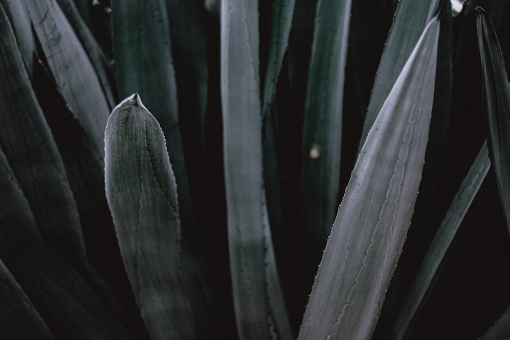 green plant in close up photography