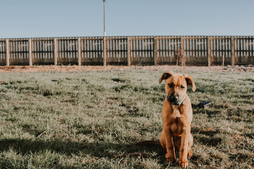 brown short coated dog sitting on green grass field during daytime