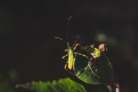 green and black grasshopper on green leaf in close up photography during daytime