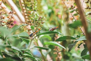 Two brightly colored insects with long antennae sit on green leaves amidst a backdrop of lush vegetation, including some dried and fresh plants.