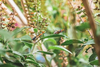 Two brightly colored insects with long antennae sit on green leaves amidst a backdrop of lush vegetation, including some dried and fresh plants.