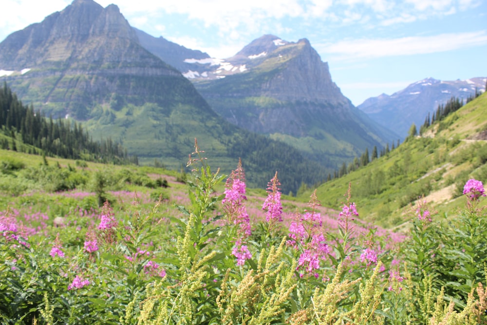 purple flower field near green mountains during daytime