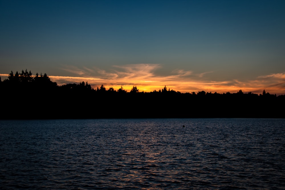 silhouette of trees near body of water during sunset