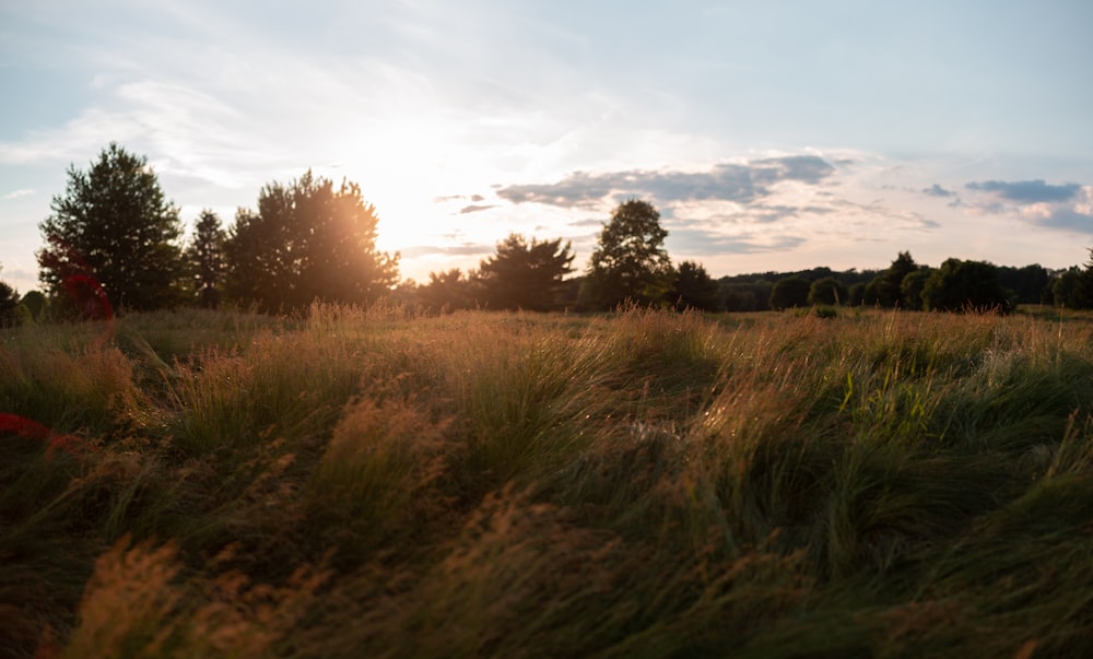 green grass field during sunset