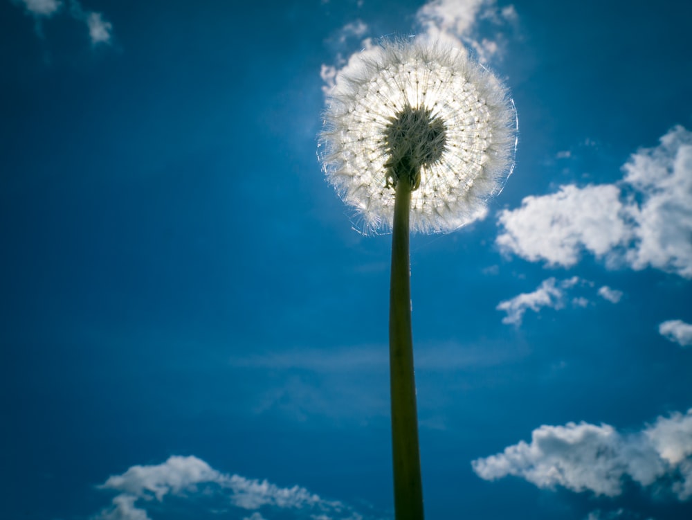 white dandelion under blue sky during daytime