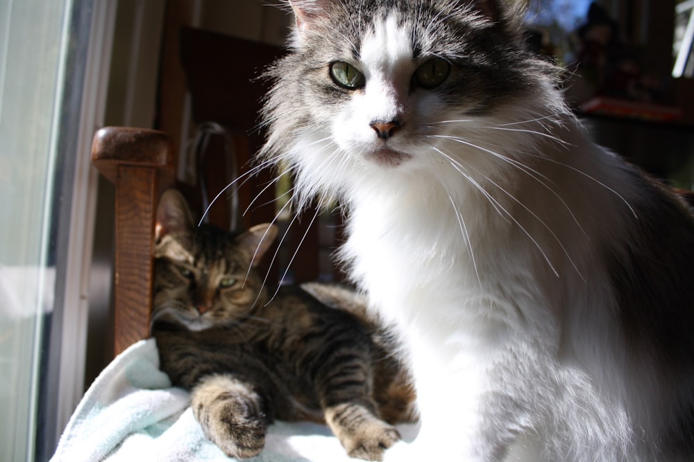 white and grey tabby cat