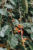 red round fruits on green leaves during daytime