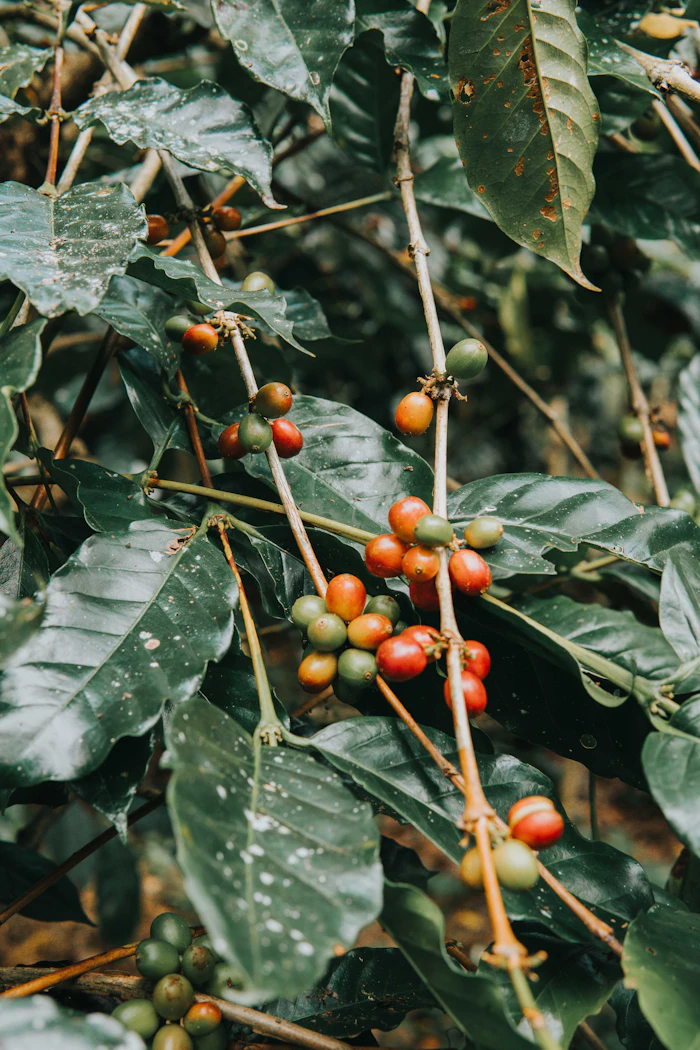Detalhe de um ramo de café com folhas e frutos