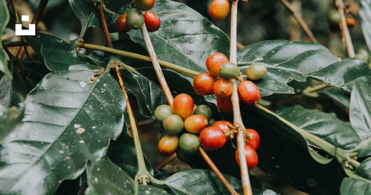 Fruits ronds rouges sur feuilles vertes pendant la journée photo ...