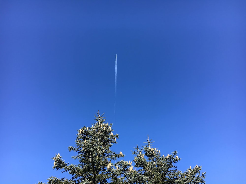 昼間の青空に緑の木