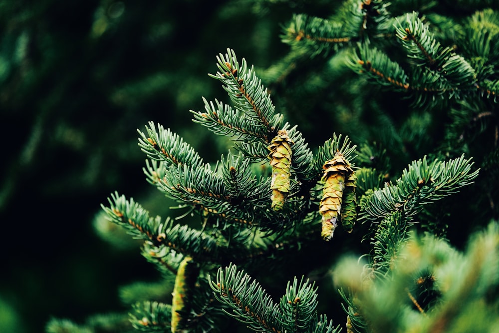 brown and black bird on green pine tree