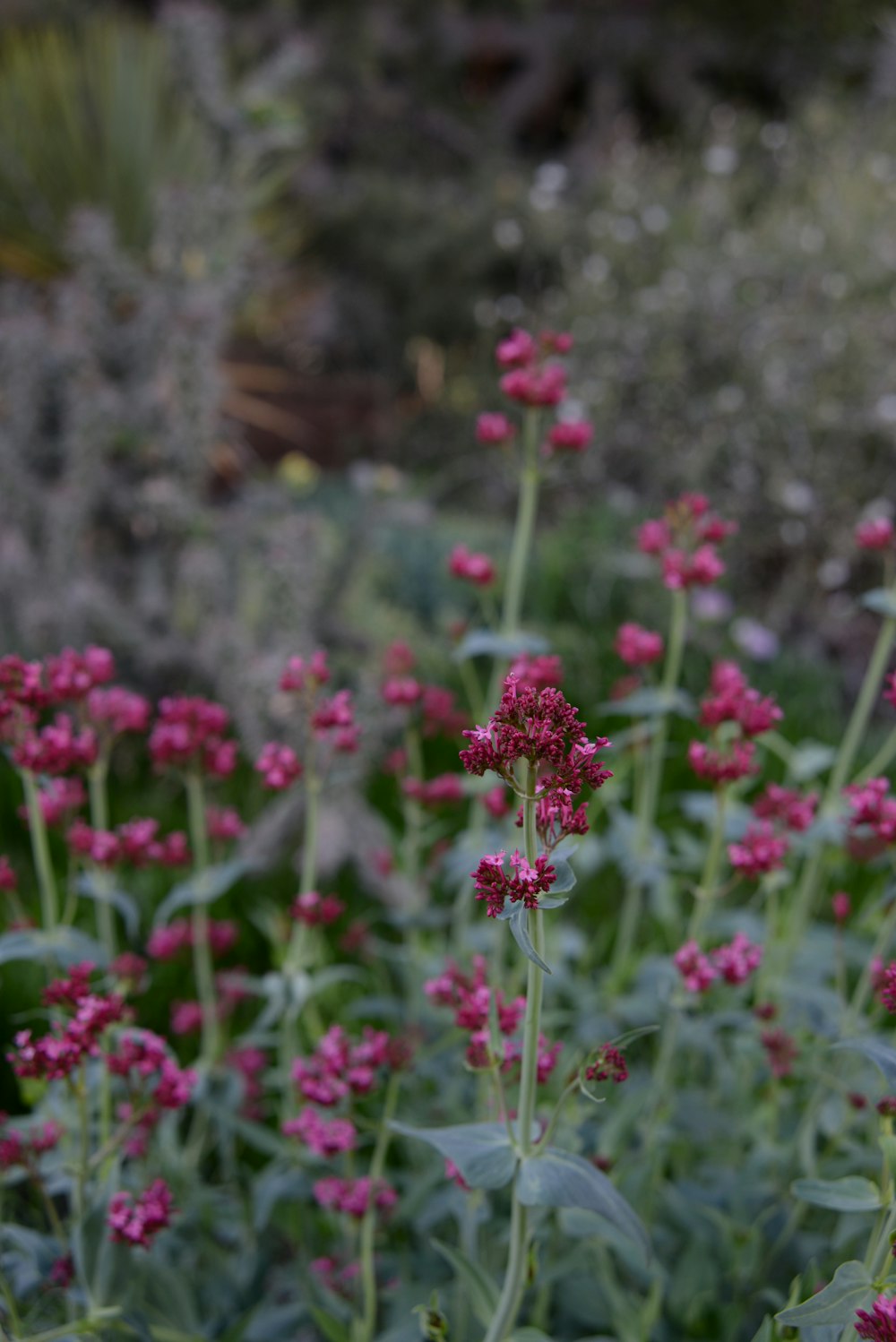 pink flowers in tilt shift lens