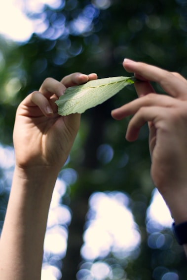 A close-up of hands gently holding a vibrant green leaf, sunlight filtering through.