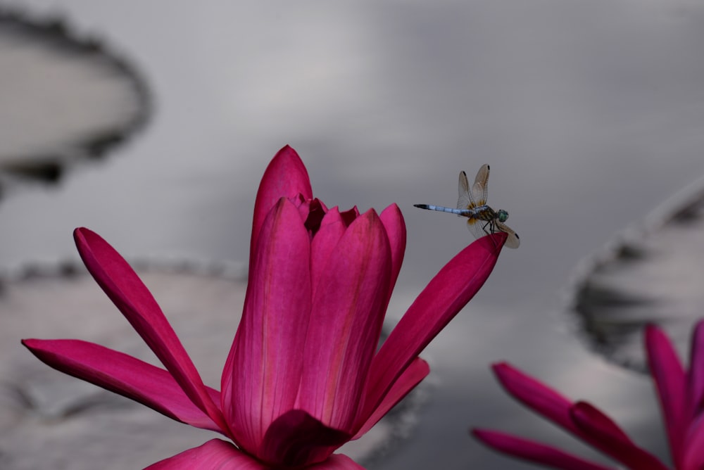 pink flower with green and black insect