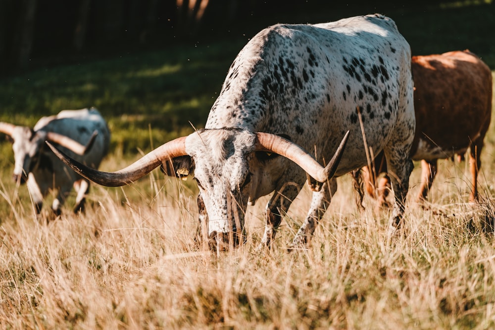 white and black cow on brown grass field during daytime