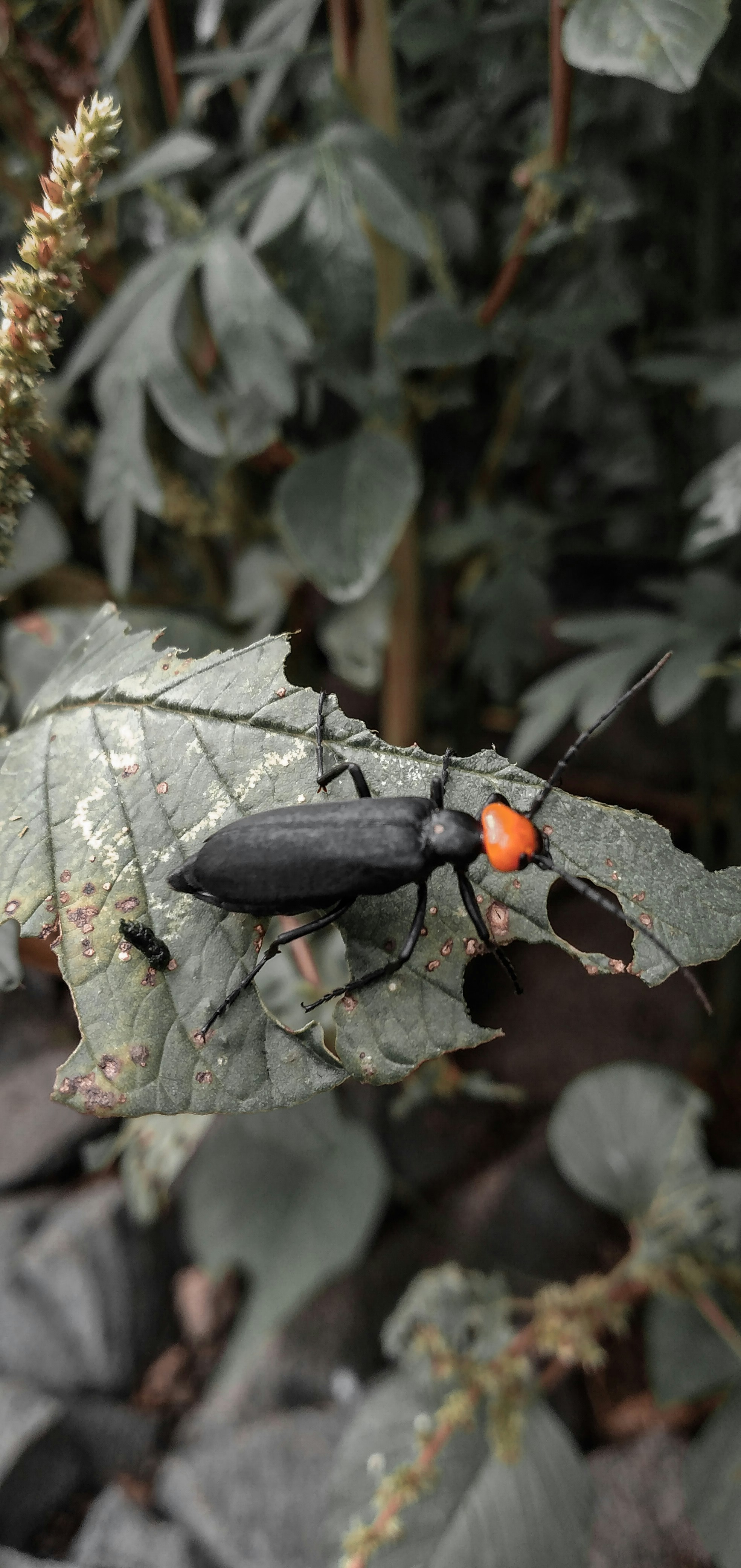 Eco-Friendly Pest Control Solutions