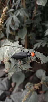 A black beetle with a bright orange head is perched on a leafy plant. The leaf shows signs of being eaten, indicated by holes and rough edges. The background is filled with green foliage, creating a natural environment.