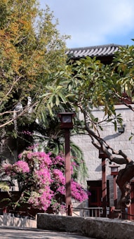 A serene garden scene featuring a traditional building with a tiled roof in the background. The foreground is filled with lush greenery, including a large tree with twisting branches. Vibrant pink flowers cascade from a bush, adding a splash of color to the setting. The stone wall and wooden elements contribute to the traditional aesthetic.