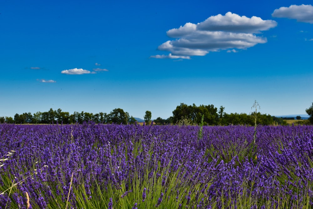 green grass field under blue sky during daytime