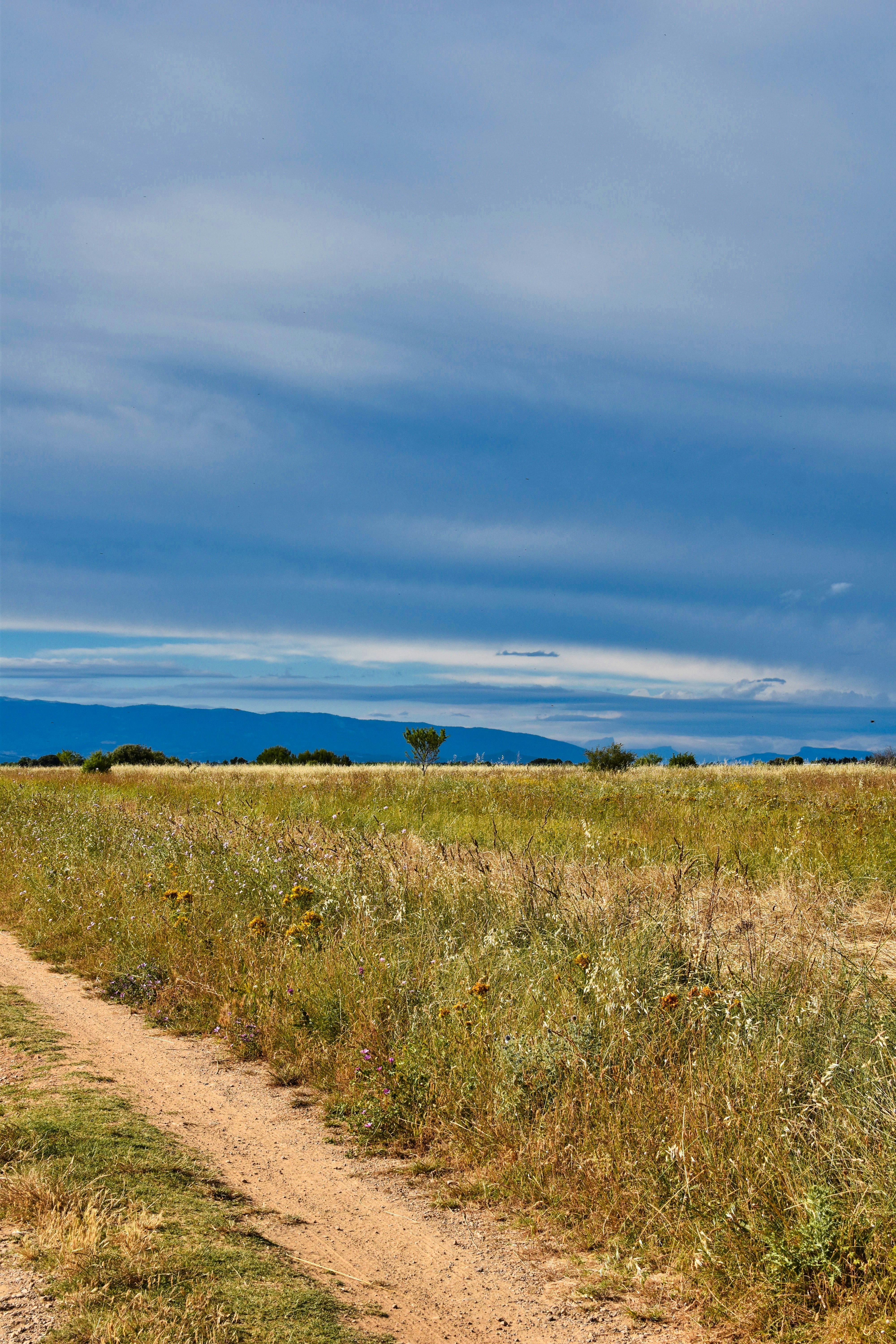 green grass field under blue sky during daytime