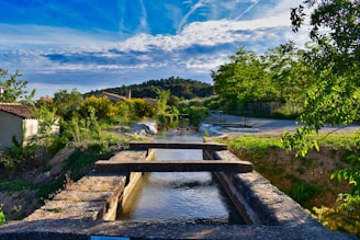 green trees beside river under blue sky during daytime