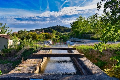 green trees beside river under blue sky during daytime