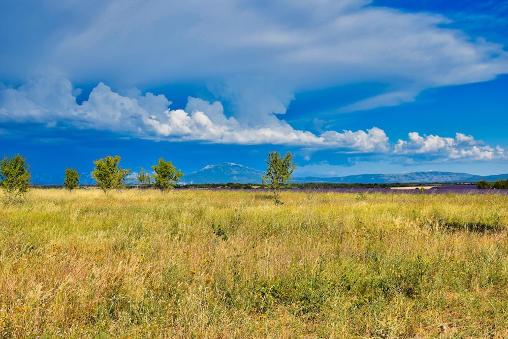 green grass field under blue sky and white clouds during daytime