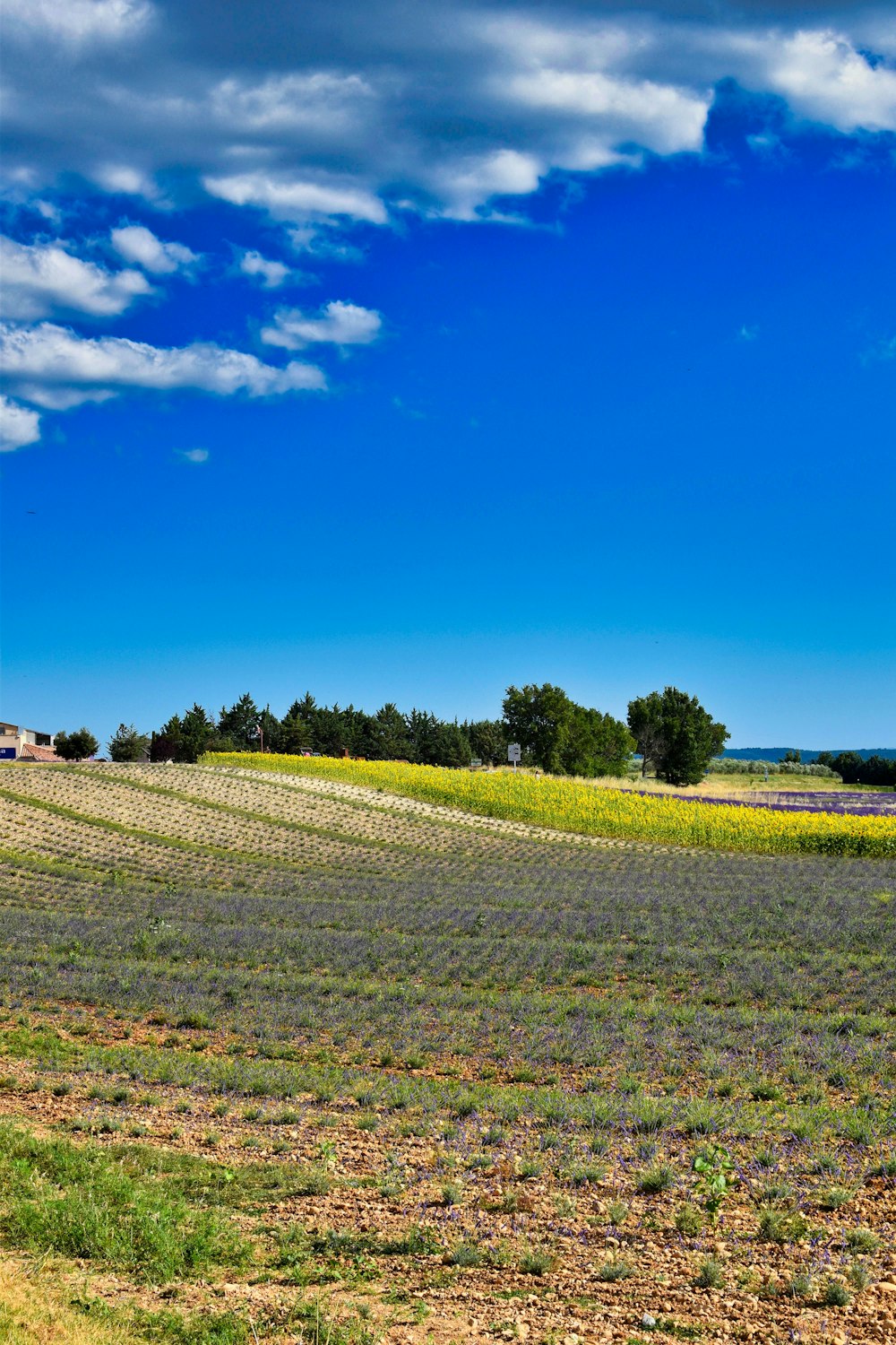 green grass field under blue sky during daytime