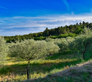 green trees on green grass field under blue sky during daytime