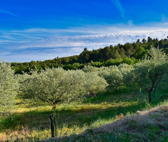 green trees on green grass field under blue sky during daytime