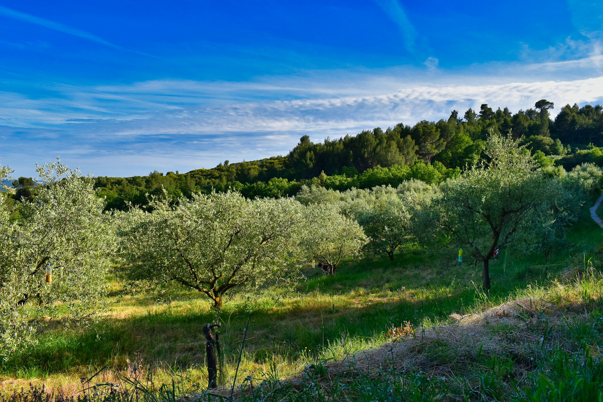green trees on green grass field under blue sky during daytime