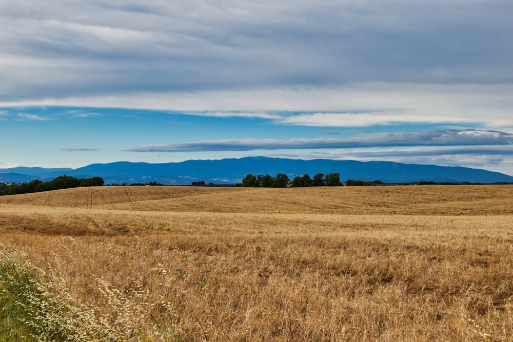 brown grass field under blue sky during daytime