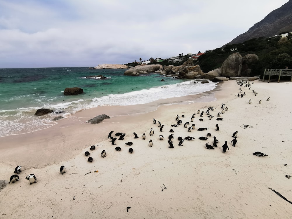 group of penguins on beach shore during daytime