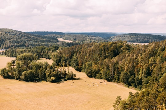 green trees on brown field during daytime in Han-sur-Lesse Belgium