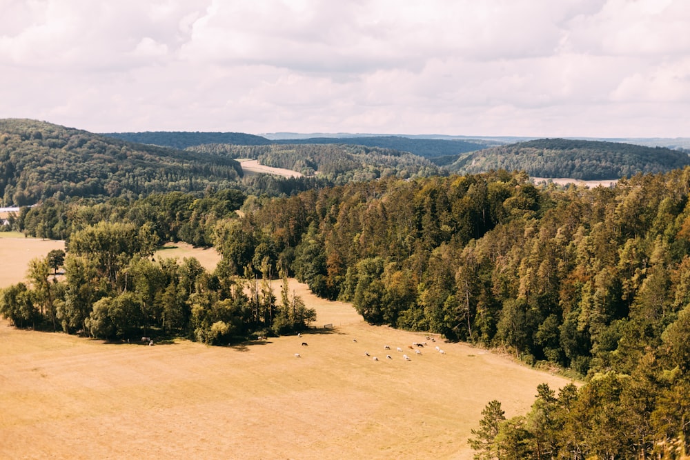 green trees on brown field during daytime