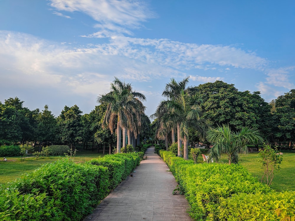 gray concrete pathway between green trees under blue sky during daytime