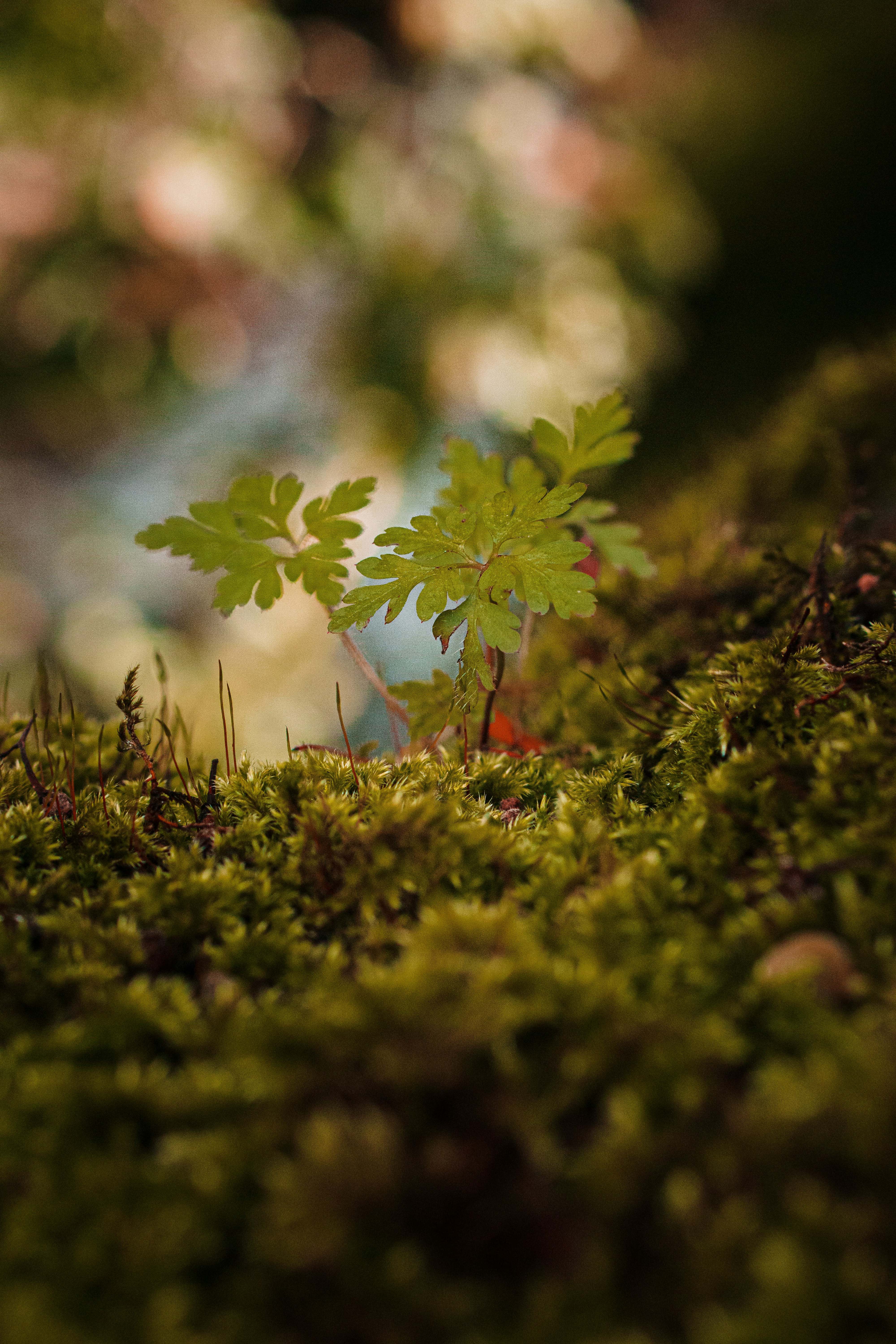 A close up of a plant sprouting from the moss.