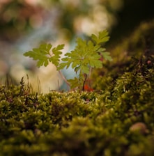 green plant on green grass