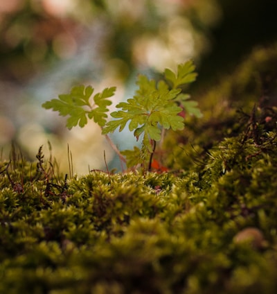 green plant on green grass