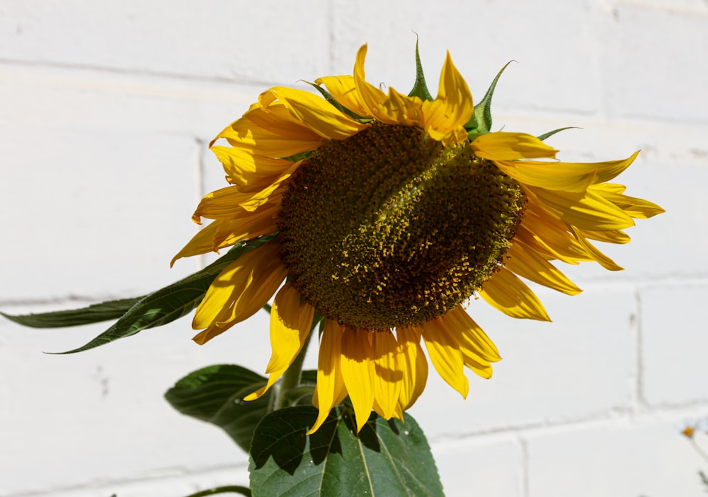 sunflower in bloom during daytime