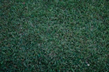 Before and after of a dense, overgrown lot cleared and mowed with fresh green grass.