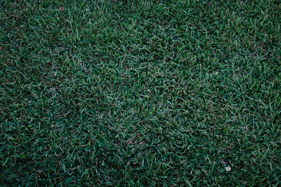 Before and after of a dense, overgrown lot cleared and mowed with fresh green grass.
