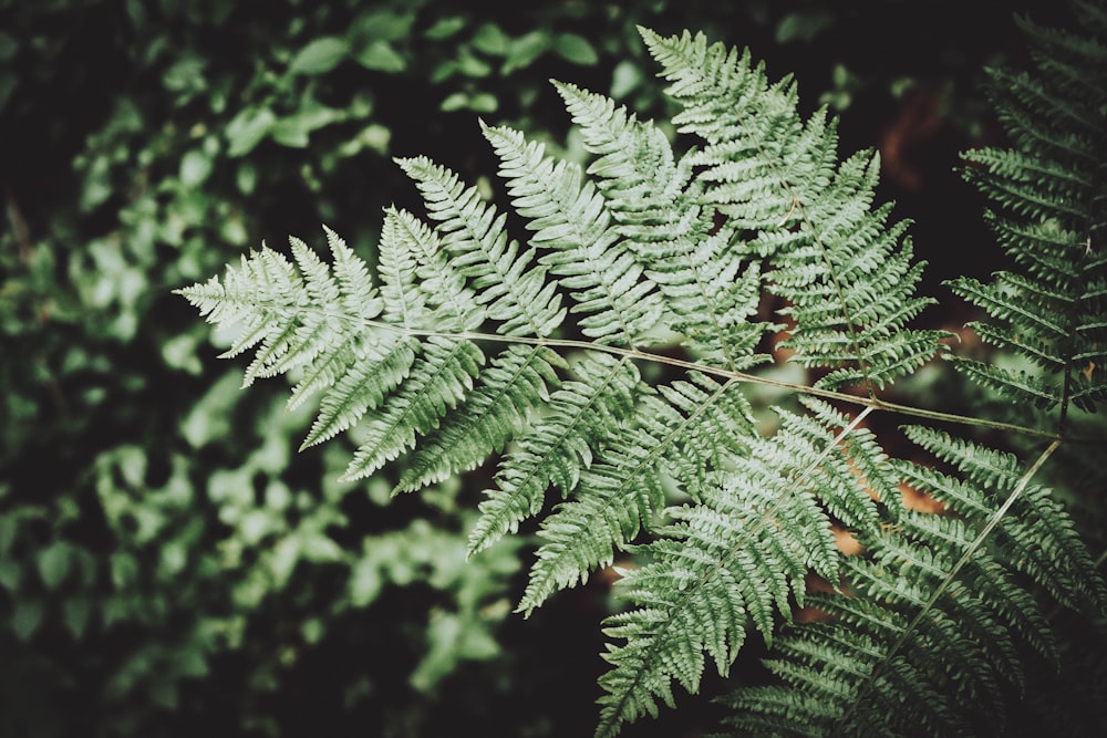 green leaf plant in close up photography